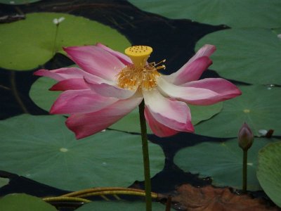 Lotus (34)