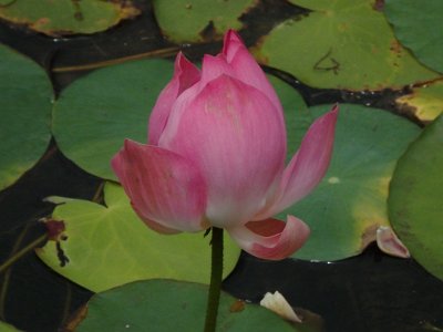 Lotus (35)