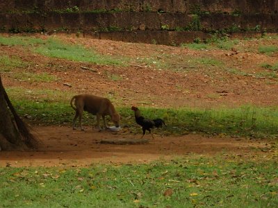 Mebon1 (4)