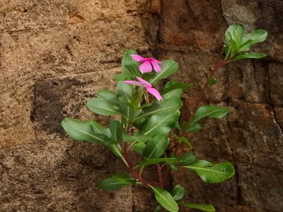 Pre rup temple1 (72)