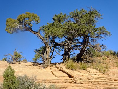 CanyonArch (156)