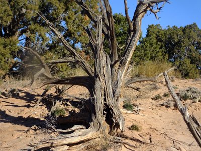 CanyonArch (158)