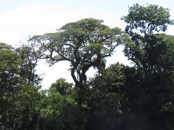 IguazuArg (46)