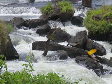 IguazuBr (90)