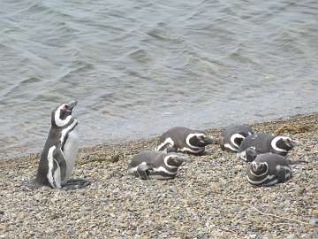 Puerto Madryn (104) - Copy