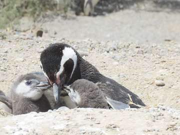 Puerto Madryn (113) - Copy