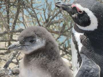 Puerto Madryn (125) - Copy