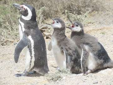 Puerto Madryn (137) - Copy