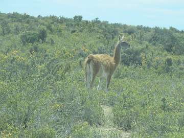 Puerto Madryn (142) - Copy