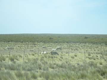 Puerto Madryn (28)