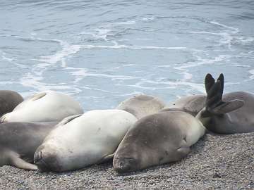 Puerto Madryn (55)