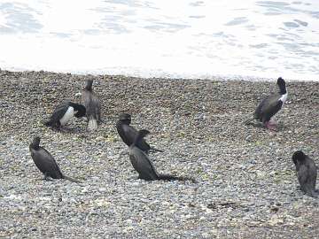 Puerto Madryn (57)