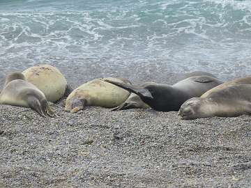 Puerto Madryn (60)