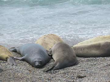 Puerto Madryn (68)