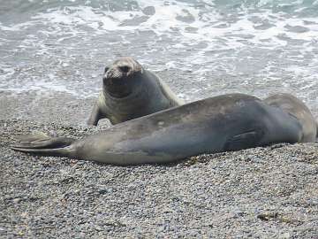 Puerto Madryn (86)