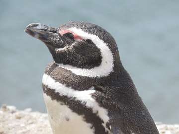 Puerto Madryn (95)