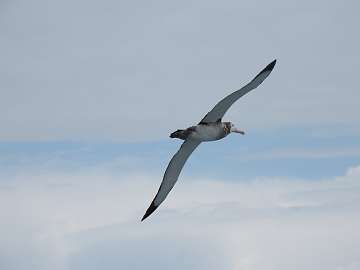 SeaBirds (78)