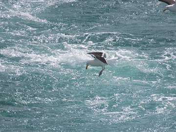 sea gulls (1)