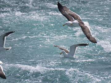 sea gulls (11)