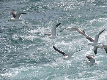 sea gulls (135)