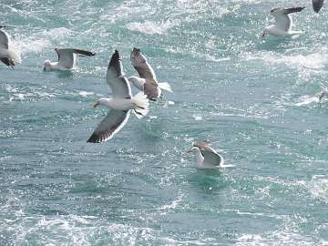 sea gulls (144)