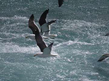 sea gulls (2)