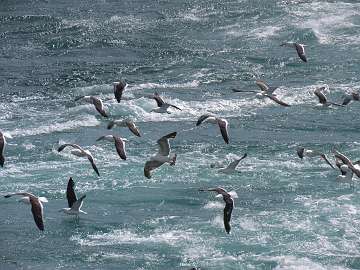 sea gulls (4)