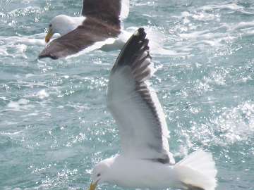 sea gulls (73)