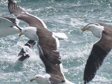 sea gulls (76)