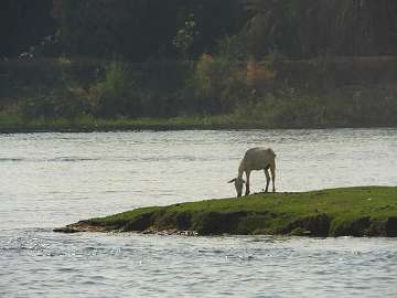 TheNile (52)