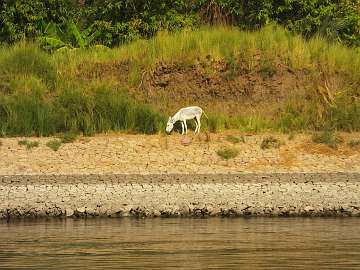 TheNile (66)