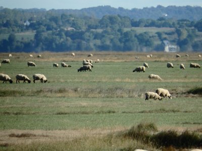 Mont-Saint-Michel (6)