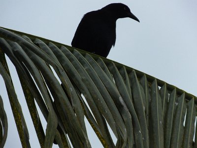 Isla de Flores (98)