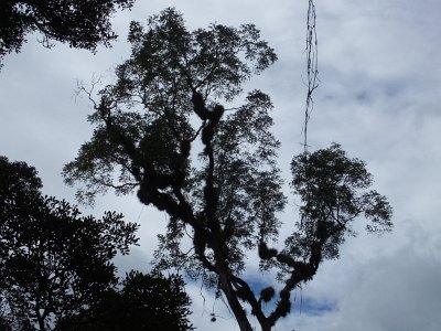 Dec18 Mayan city of Tikal (201)