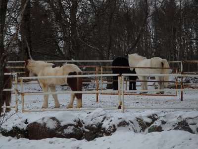 Iceland23Jan24 (173)