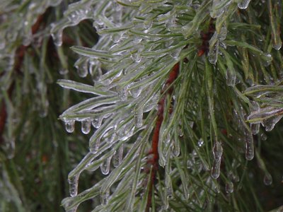 icicles22 (51)