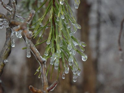 icicles22 (54)