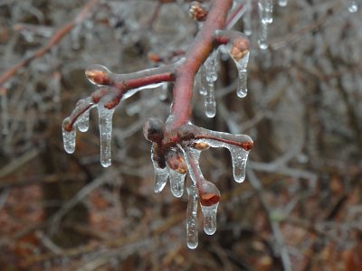 icicles22 (57)