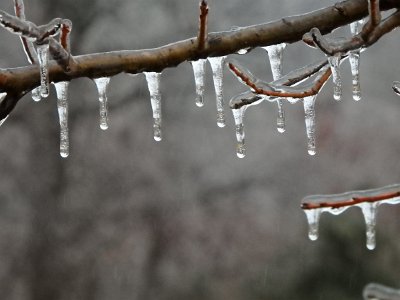 icicles22 (6)