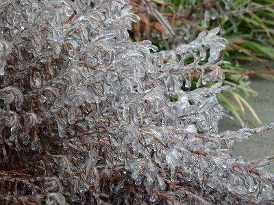 icicles22 (7)