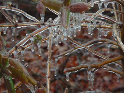 icicles22 (78)