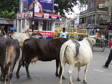 Varanasi (206)