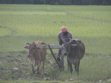 rural orissa0804r09