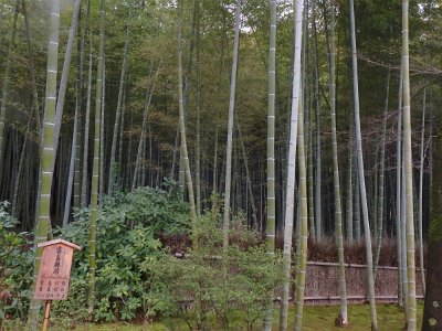 BambooForest (11)