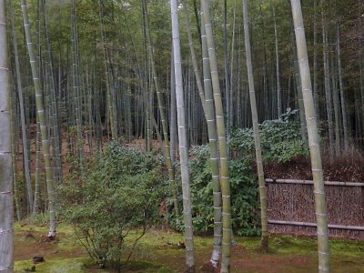 BambooForest (13)