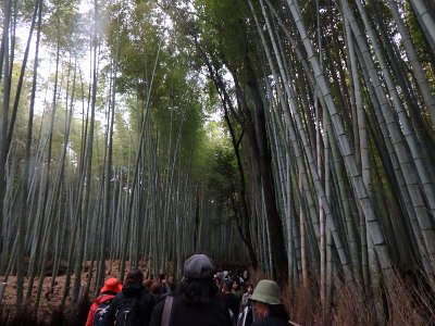 BambooForest (14)