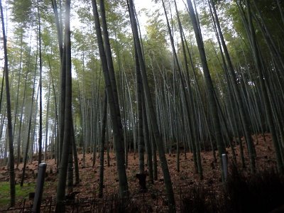 BambooForest (15)