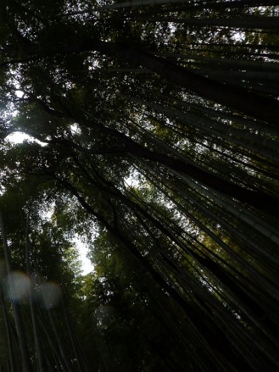 BambooForest (16)