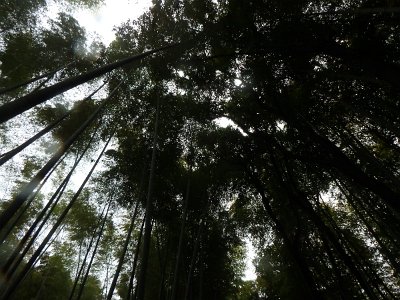 BambooForest (17)