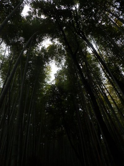 BambooForest (18)